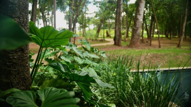 Paisagismo (área de Bem-estar)